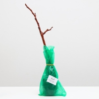 Саженец винограда Тимур, Весна 2024, 1 шт. Саженец винограда Тимур, Весна 2024, 1 шт.