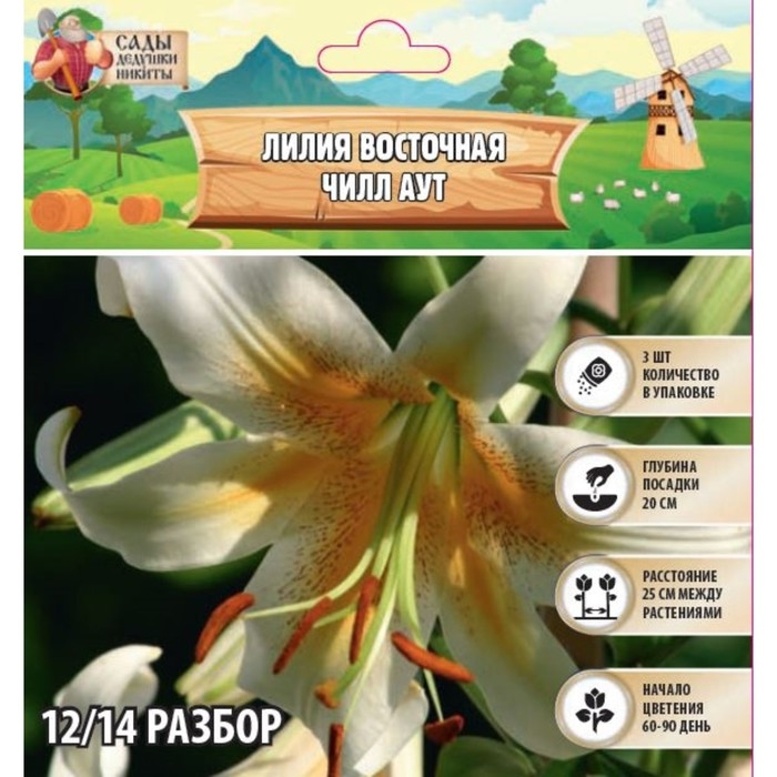 Лилия Восточная Лилия Восточная "Чилл Аут", р-р 12/14 3 шт,