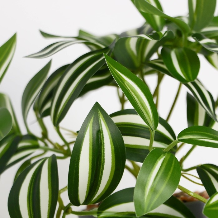 Бонсай в горшке "Традесканция расписная" 7,5х16 см