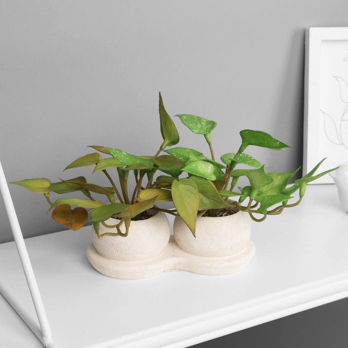 Бонсай в горшке "Сингониум элит" (мягкий лист) двойной, 12х14 см