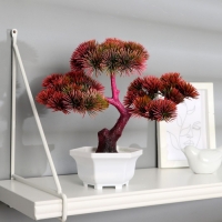 Бонсай в горшке "Араукария бразильская" 24х23 см, микс Бонсай в горшке "Араукария бразильская" 24х23 см, микс