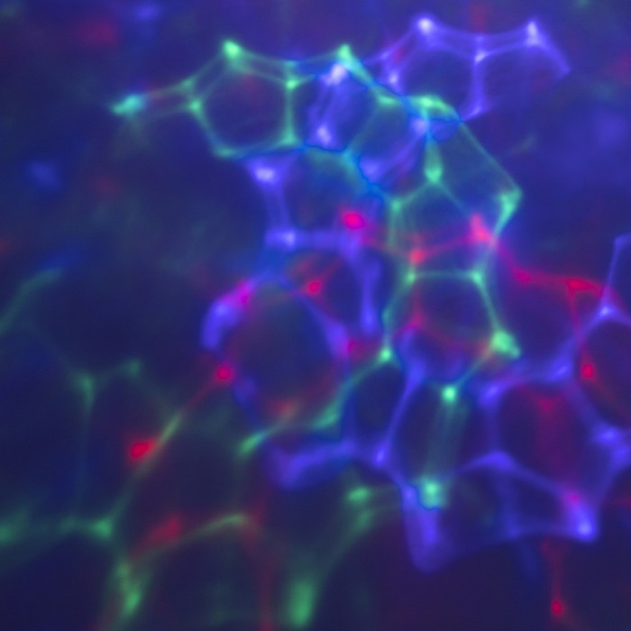 Световой прибор «Дед Мороз с шаром» 10 см, свечение RGB, 220 В Световой прибор «Дед Мороз с шаром» 10 см, свечение RGB, 220 В