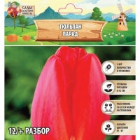 Тюльпан Парад, р-р 12/+, 5шт, Осень 2024 Тюльпан Парад, р-р 12/+, 5шт, Осень 2024