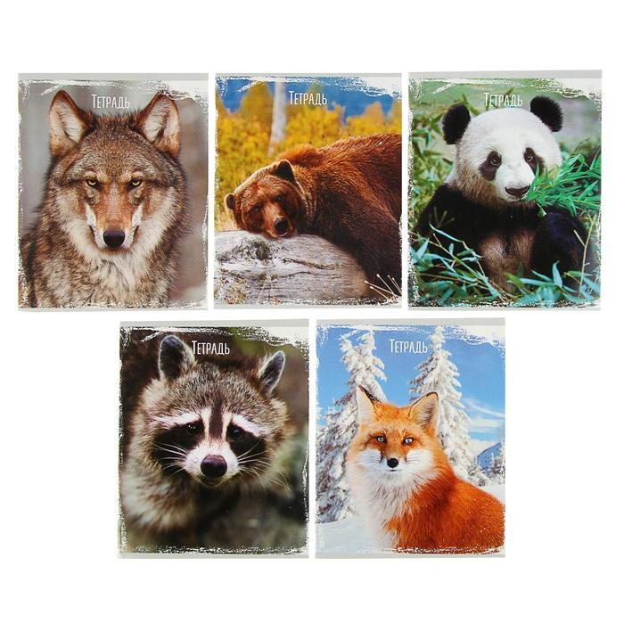 Тетрадь 48 листов в клетку Calligrata Тетрадь 48 листов в клетку Calligrata "Дикие животные", обложка мелованный картон, УФ-лак, блок офсет, МИКС