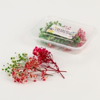 Набор сухоцветов &laquo;Гипсофилы&raquo;