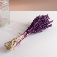 Набор сухоцветов "Железница", банч длина 35 (+/- 6 см), сливовый