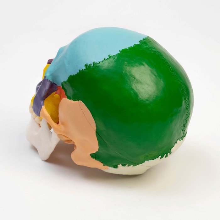 Макет Макет "Череп человека" цветной, 20*15*18см