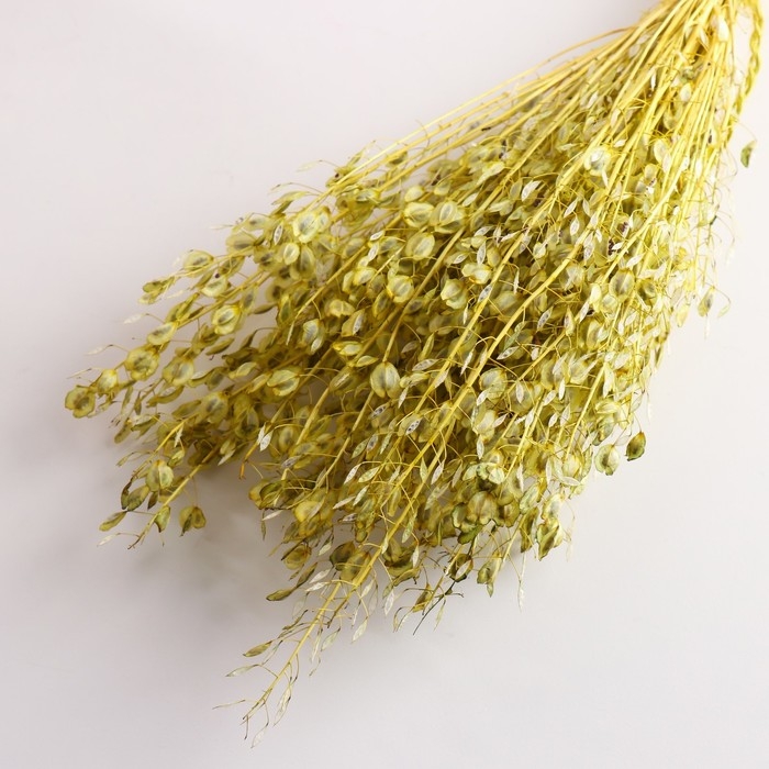 Набор сухоцветов "Монетник", банч длина 60 (+/- 6 см), зелёный