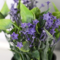 Бонсай в горшке "Кислица люкс" 7х14 см, микс Бонсай в горшке "Кислица люкс" 7х14 см, микс