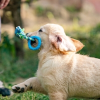 Игрушка жевательная с канатом "Кусочек солнца", 8 см, голубая Игрушка жевательная с канатом "Кусочек солнца", 8 см, голубая