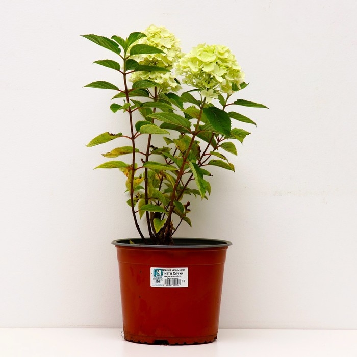 Гортензия метельчатая Литтл Спуки, С3 горшок, Н10-50 высота, 1 шт, Осень 2024 Гортензия метельчатая Литтл Спуки, С3 горшок, Н10-50 высота, 1 шт, Осень 2024