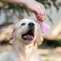 Игрушка плавающая "Косточки" Пижон Premium, вспененный TPR, 10,5 х 5,5 х 2 см, розовая Игрушка плавающая "Косточки" Пижон Premium, вспененный TPR, 10,5 х 5,5 х 2 см, розовая