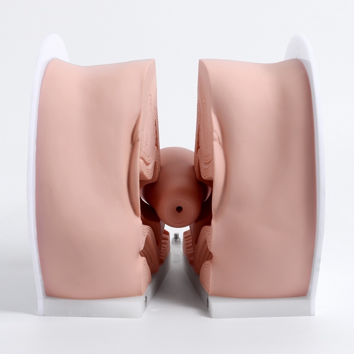 Макет Макет "Вагина" разборный 19*13*17см