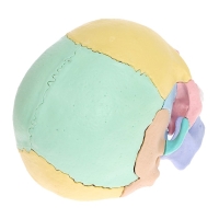 Набор для опытов &laquo;Череп человека&raquo;, анатомическая модель