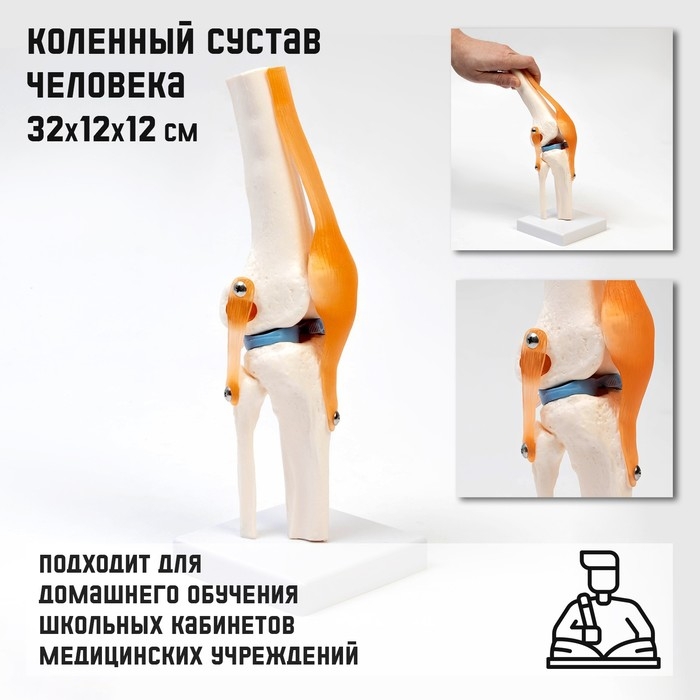 Макет Макет "Коленный сустав", 32*12*12см