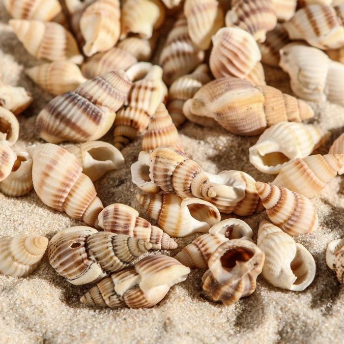 Набор ракушек 100 г Набор ракушек 100 г