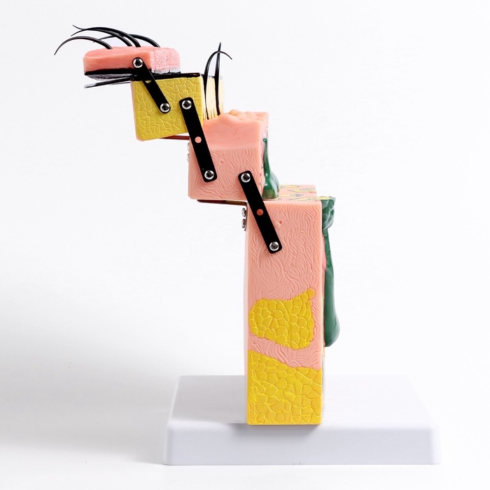 Макет Макет "кожный покров в разрезе" 21*4*20см