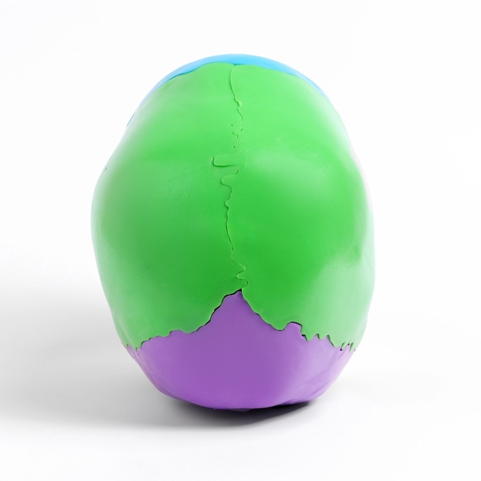 Макет Макет "Череп человека" разноцветный разборный, 20*12*21см