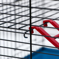 Клетка для грызунов "Сеня 2", 50 x 37 x 37 см, микс цветов Клетка для грызунов "Сеня 2", 50 x 37 x 37 см, микс цветов