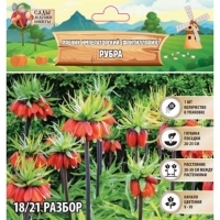 Рябчик императорский (Фритиллярия) Рубра, р-р 18/21, 1 шт, Осень 2024 Рябчик императорский (Фритиллярия) Рубра, р-р 18/21, 1 шт, Осень 2024