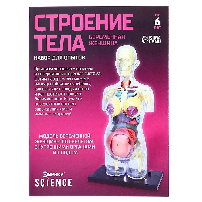 Набор для опытов «Строение тела», беременная женщина Набор для опытов «Строение тела», беременная женщина