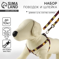 Комплект &laquo;Пчёлы&raquo;, шлейка 24-36 см, поводок 120х1 см