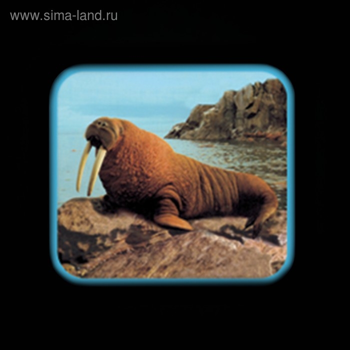 Проектор &laquo;Джунгли зовут&raquo;, со слайдами