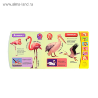 Музыкальная книга «Экзотические птицы», 12 стр. Музыкальная книга «Экзотические птицы», 12 стр.