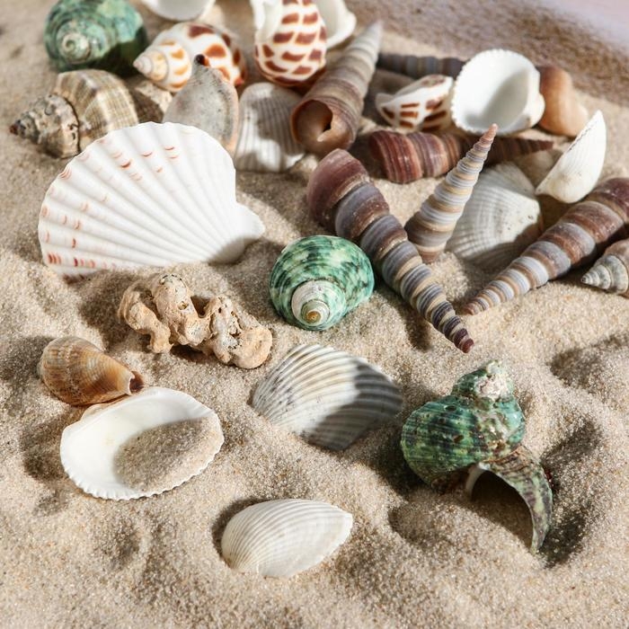 Набор ракушек 100 г, микс №1 Набор ракушек 100 г, микс №1