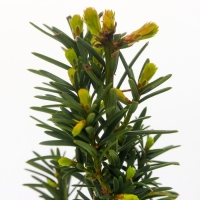 Тисс средний "Хикси", Р9, 1шт, h 3-20 см, Осень 2024