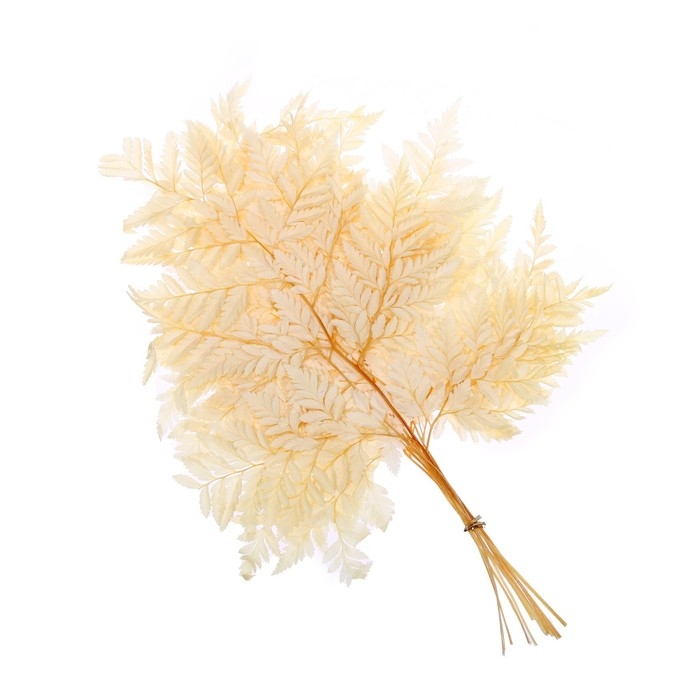 Сухоцвет «Папоротник», жёлтый, 10 шт. в упаковке Сухоцвет «Папоротник», жёлтый, 10 шт. в упаковке