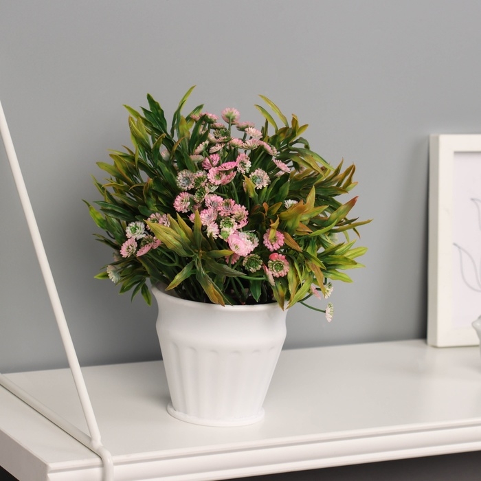 Бонсай в горшке "Руэллия премиум" 19х9 см, микс