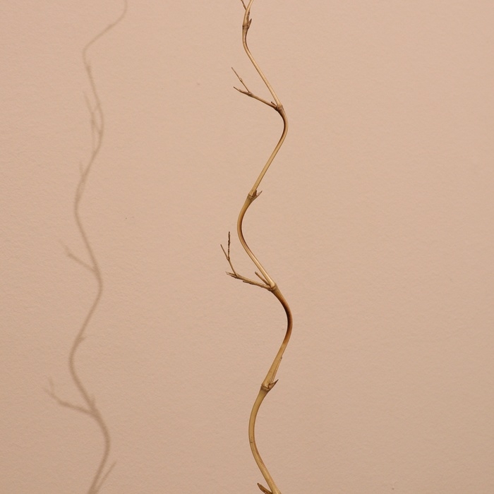 Интерьерный декор из бамбука, 200 см светлый