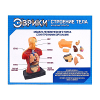 Научный опыт «Строение тела» Научный опыт «Строение тела»