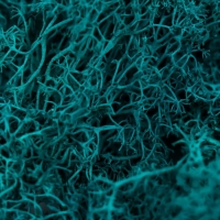 Мох стабилизированный "Морская волна" МИКС 45 гр (+-5 гр)