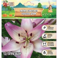 Лилия Азиатская "Розелла Дрим", р-р 12/14, 3 шт, Лилия Азиатская "Розелла Дрим", р-р 12/14, 3 шт,