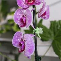 Клипса для растений «Стрекоза», набор 10 шт., МИКС, Greengo Клипса для растений «Стрекоза», набор 10 шт., МИКС, Greengo