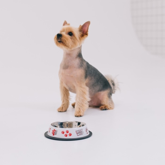 Миска металлическая для собаки с нескользящим основанием «Дай!», 235 мл, 15х3.5 см Миска металлическая для собаки с нескользящим основанием «Дай!», 235 мл, 15х3.5 см