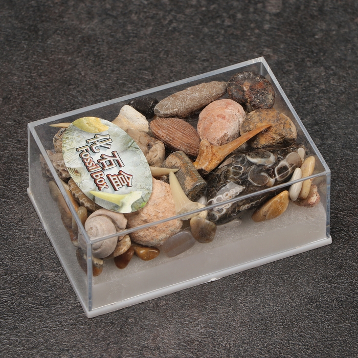 Набор Набор "Аммониты"