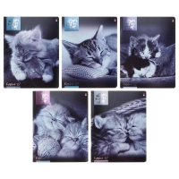 Тетрадь 48 листов в клетку "Котята мур-мур", обложка мелованный картон, гибридный лак, фольга, МИКС Тетрадь 48 листов в клетку "Котята мур-мур", обложка мелованный картон, гибридный лак, фольга, МИКС