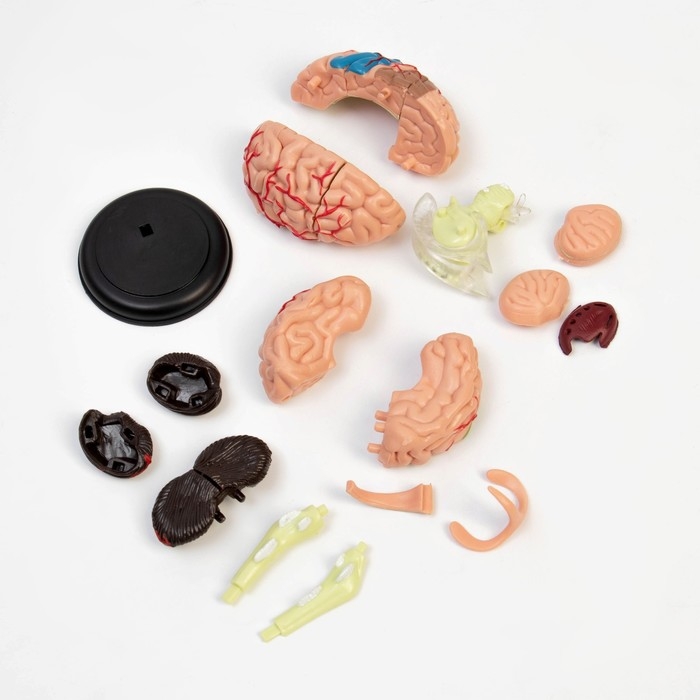 Макет Макет "Мозг человека" разборный, 10*10 см