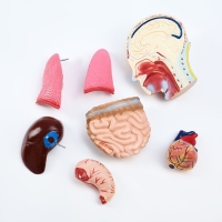 Макет "Торс человека" 65 см Макет "Торс человека" 65 см