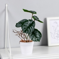 Бонсай в горшке &laquo;Филодендрон&raquo; 7,5х20 см, микс горшка