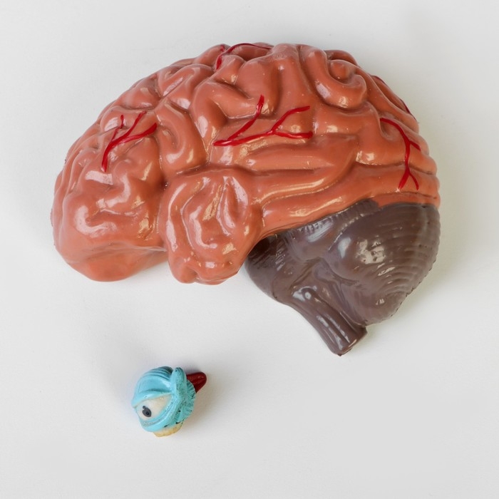 Макет "Торс женщины", разборный, 55*22*17см