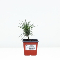 Сосна кедровая европейская "Цембра", Р9, Весна 2024