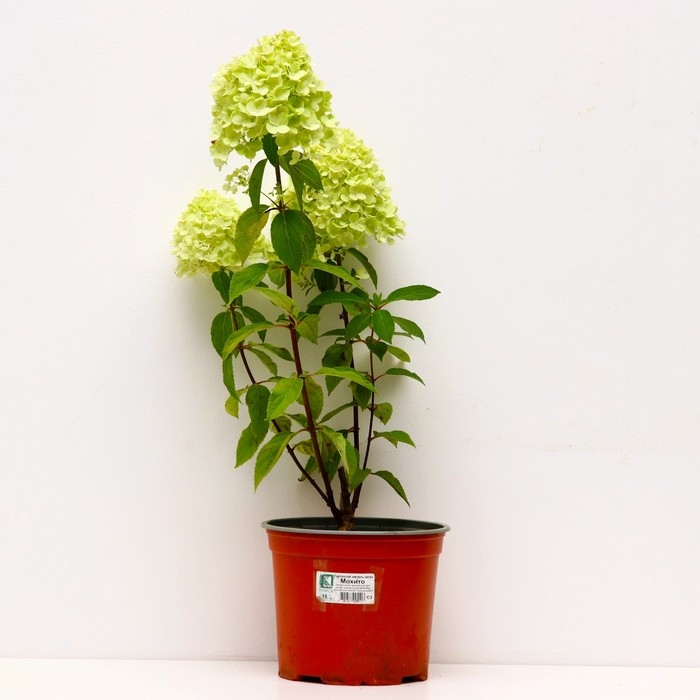 Гортензия метельчатая Мохито, С3 горшок, Н10-50 высота, 1 шт, Осень 2024 Гортензия метельчатая Мохито, С3 горшок, Н10-50 высота, 1 шт, Осень 2024