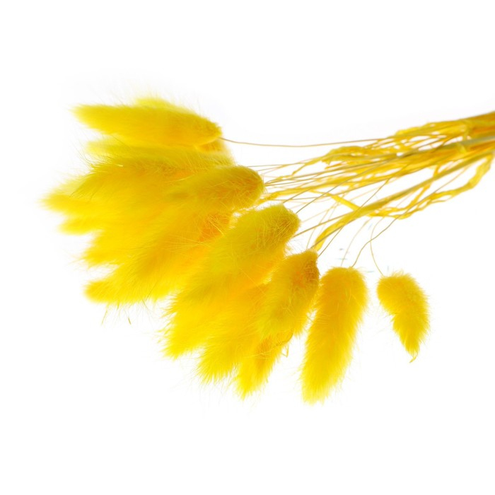 Сухоцвет &laquo;Лагурус&raquo;, набор 30 шт., цвет жёлтый