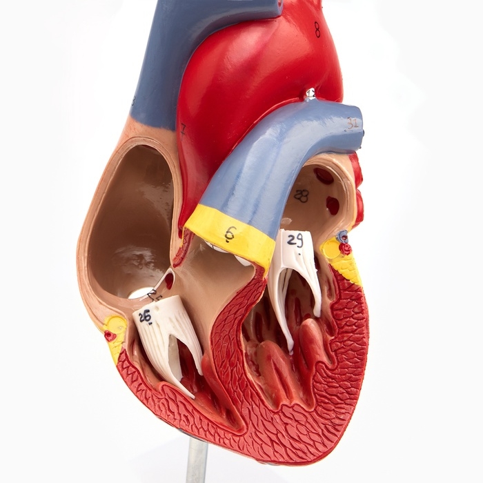 Макет Макет "Сердце" разборный 13*8см