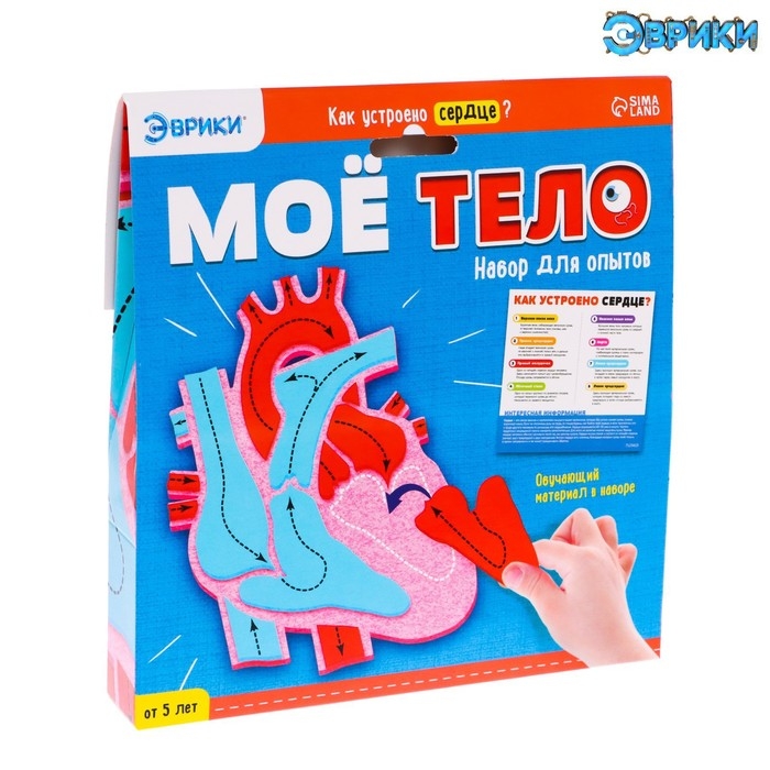 Набор для опытов &laquo;Моё тело&raquo;, сердце