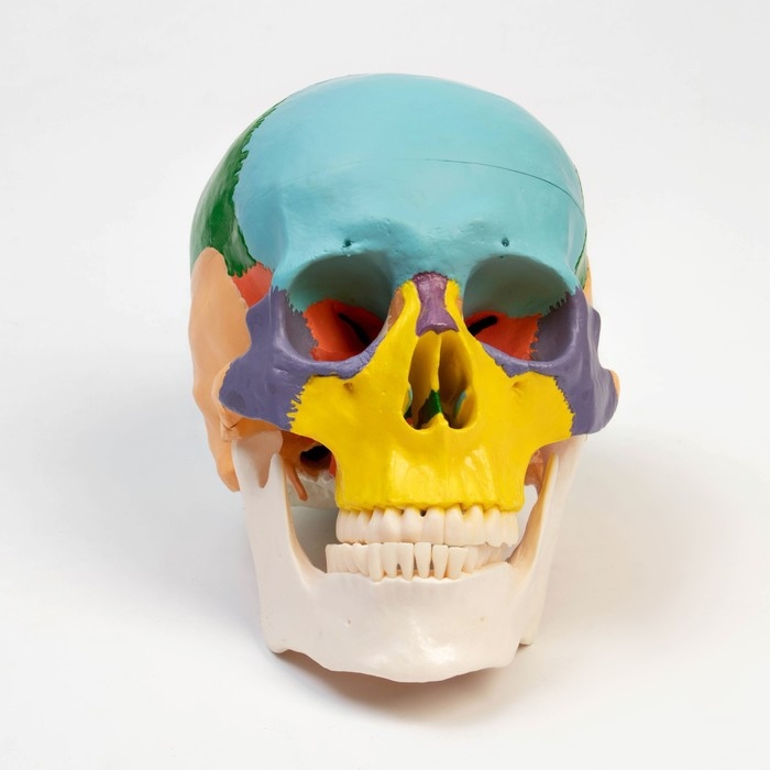 Макет Макет "Череп человека" цветной, 20*15*18см